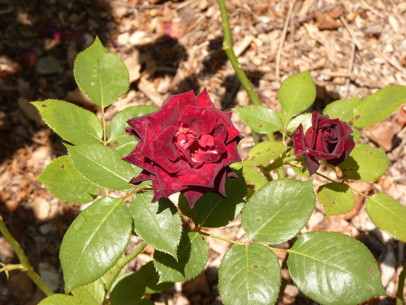 No s'ha trobat l'arxiu